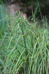 Cypress swamp sedge